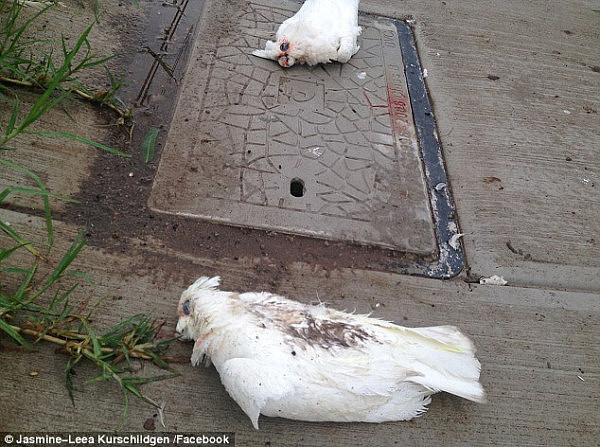 “闻到了烧焦味” 悉尼女家门口三次发现鹦鹉尸体 疑电线故障惨被电死(图) - 1