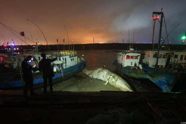 上海现20多米长死亡鲸鱼 鱼头缺失鱼鳍被割 - 1