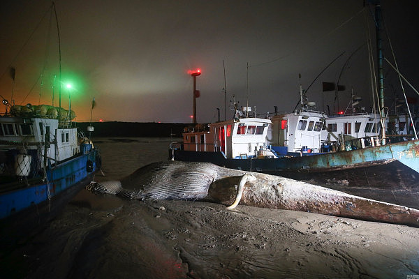 上海现20多米长死亡鲸鱼 鱼头缺失鱼鳍被割 - 3