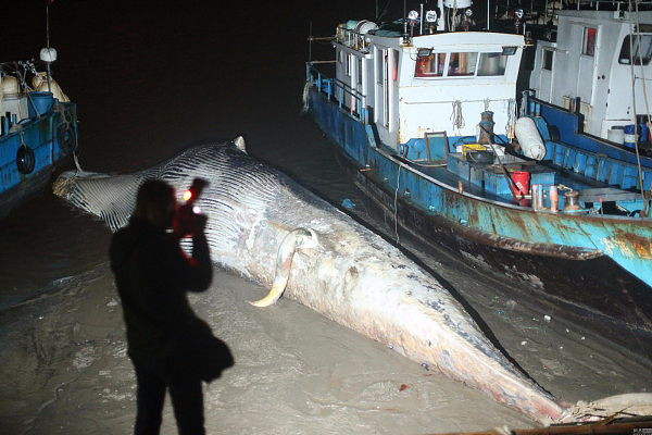 上海现20多米长死亡鲸鱼 鱼头缺失鱼鳍被割 - 2