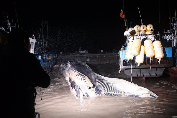 上海现20多米长死亡鲸鱼 鱼头缺失鱼鳍被割 - 5