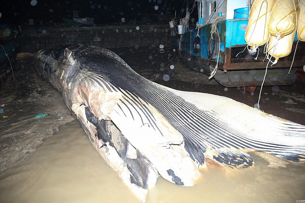 上海现20多米长死亡鲸鱼 鱼头缺失鱼鳍被割 - 4