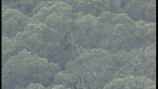 实拍直升机悉尼丛林中“打捞”100公斤螺旋桨 疑事故原因为“传动轴疲劳断裂”（视频） - 2