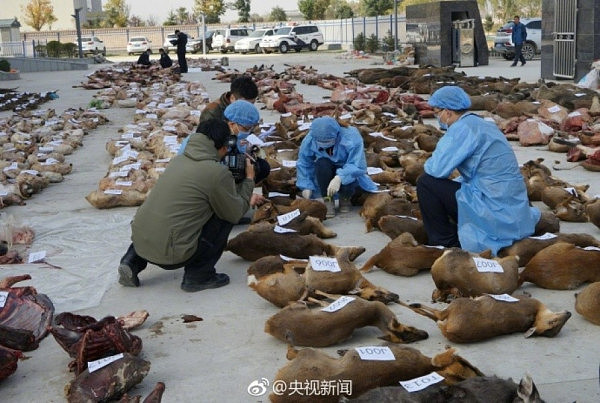 千只野生动物遭偷猎倒卖 尸体铺满地 - 3