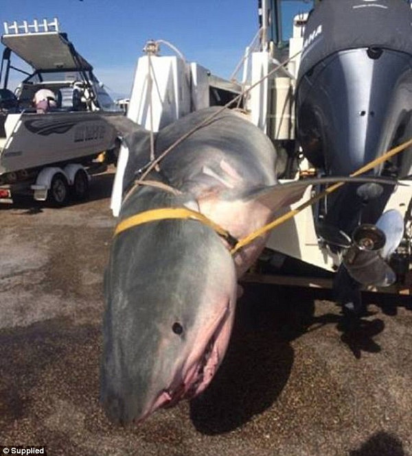 太残忍！澳洲街头惊现“活的”大虎鲨 被绑拖船尾部活生生脱水致死 - 1