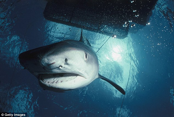 太残忍！澳洲街头惊现“活的”大虎鲨 被绑拖船尾部活生生脱水致死 - 2