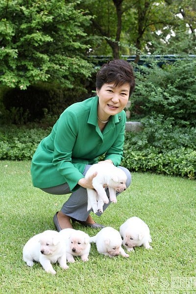 韩国舆论“落井下石”:朴槿惠弃犬遭动物保护组织举报 - 1
