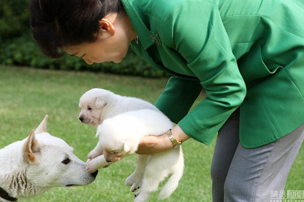 韩国舆论“落井下石”:朴槿惠弃犬遭动物保护组织举报 - 4