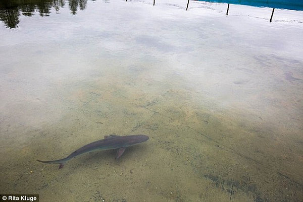 小鲨鱼潜入悉尼棕榈滩海边泳池 民众与其共游1个多小时竟浑然不觉！（图） - 2