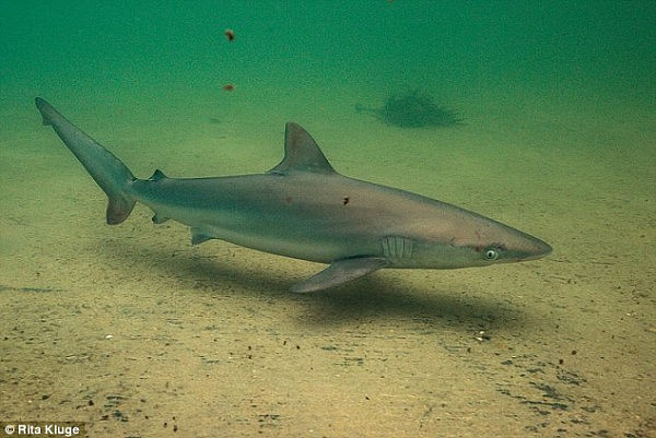 小鲨鱼潜入悉尼棕榈滩海边泳池 民众与其共游1个多小时竟浑然不觉！（图） - 3