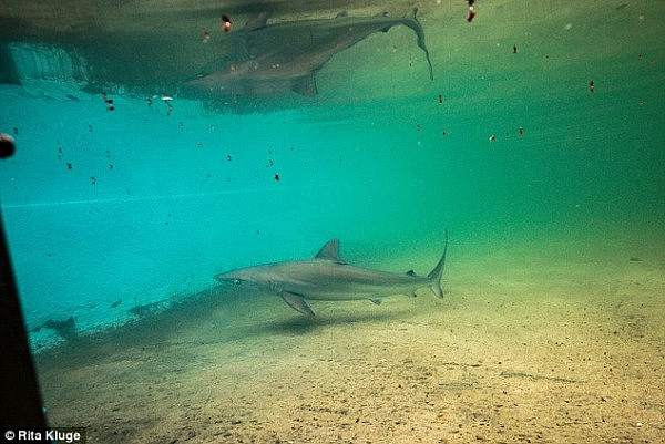 小鲨鱼潜入悉尼棕榈滩海边泳池 民众与其共游1个多小时竟浑然不觉！（图） - 4