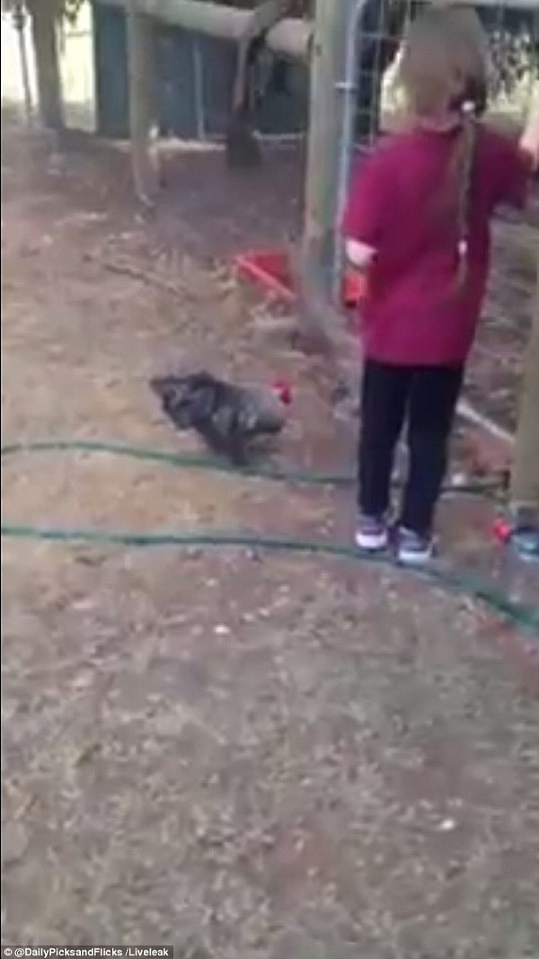 笑哭了！澳洲小女孩赶鸡进笼不成反被公鸡狼狈追“啄” (视频) - 2