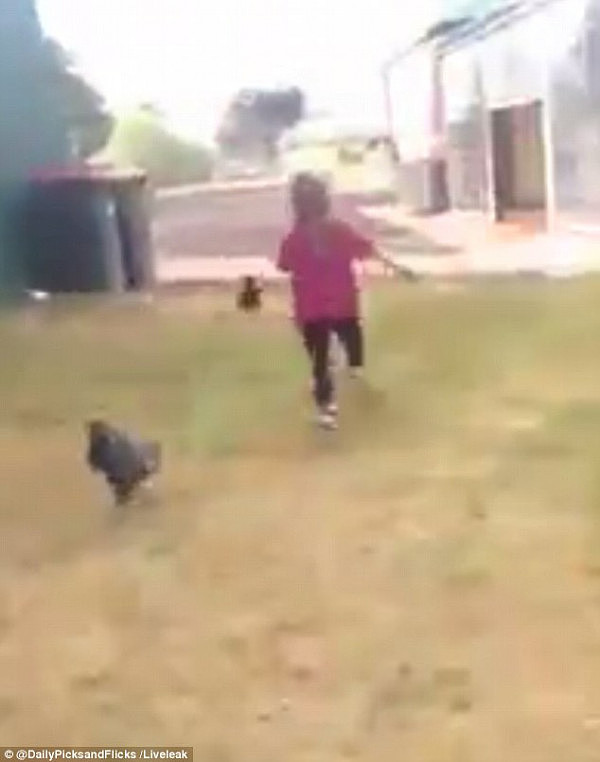 笑哭了！澳洲小女孩赶鸡进笼不成反被公鸡狼狈追“啄” (视频) - 3