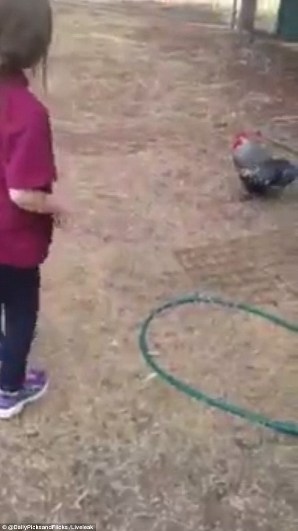 笑哭了！澳洲小女孩赶鸡进笼不成反被公鸡狼狈追“啄” (视频) - 1