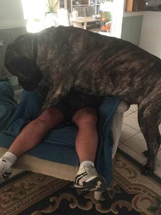 大块头也很温柔！115kg“治疗犬”成学生最爱 体长2米或为澳洲最大家养犬 - 3