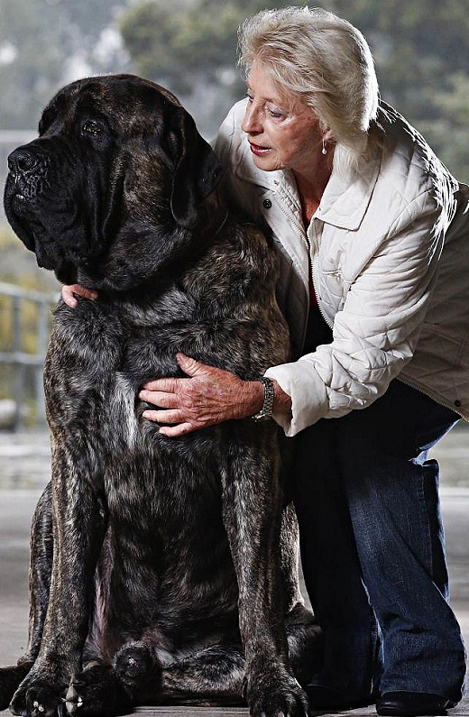 大块头也很温柔！115kg“治疗犬”成学生最爱 体长2米或为澳洲最大家养犬 - 2