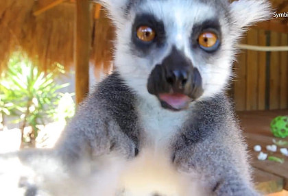 超萌！澳动物园小狐猴见相机超好奇　立马凑近来张自拍照！（视频） - 2