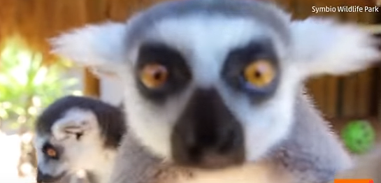 超萌！澳动物园小狐猴见相机超好奇　立马凑近来张自拍照！（视频） - 1