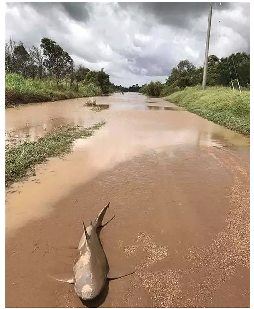 在土澳这个神奇的地方，面对暴雨暴晒，人和动物是这样实力抢镜的...哈哈哈这奇葩画风你感受下！ - 11