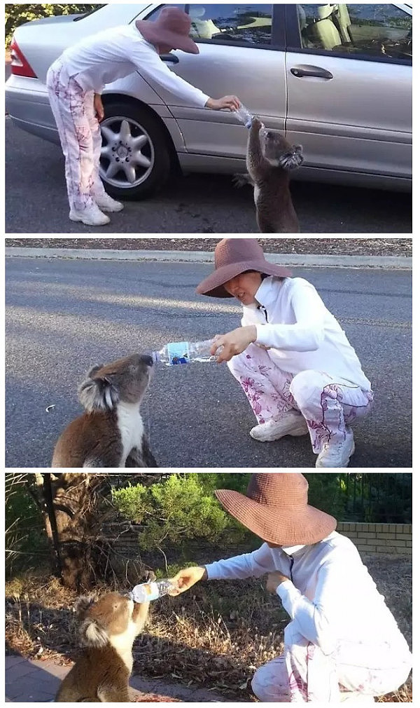 在土澳这个神奇的地方，面对暴雨暴晒，人和动物是这样实力抢镜的...哈哈哈这奇葩画风你感受下！ - 28