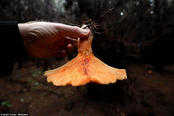 童话般的梦幻场景就在身边？跟着澳洲摄影师来新州蓝山松林采蘑菇吧！（视频＋组图） - 2