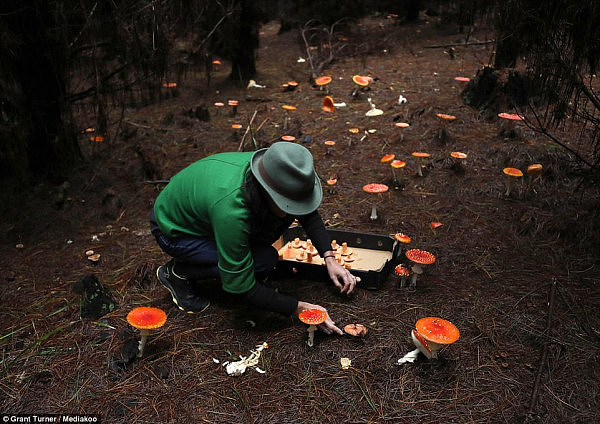 童话般的梦幻场景就在身边？跟着澳洲摄影师来新州蓝山松林采蘑菇吧！（视频＋组图） - 1