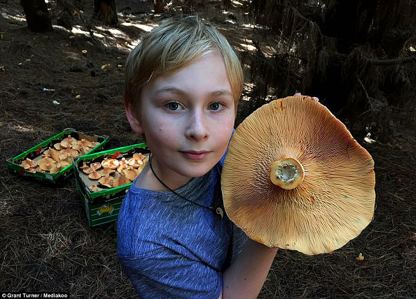童话般的梦幻场景就在身边？跟着澳洲摄影师来新州蓝山松林采蘑菇吧！（视频＋组图） - 3