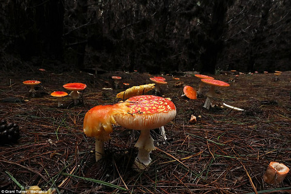 童话般的梦幻场景就在身边？跟着澳洲摄影师来新州蓝山松林采蘑菇吧！（视频＋组图） - 5