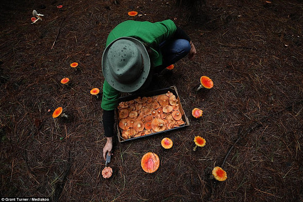 童话般的梦幻场景就在身边？跟着澳洲摄影师来新州蓝山松林采蘑菇吧！（视频＋组图） - 8