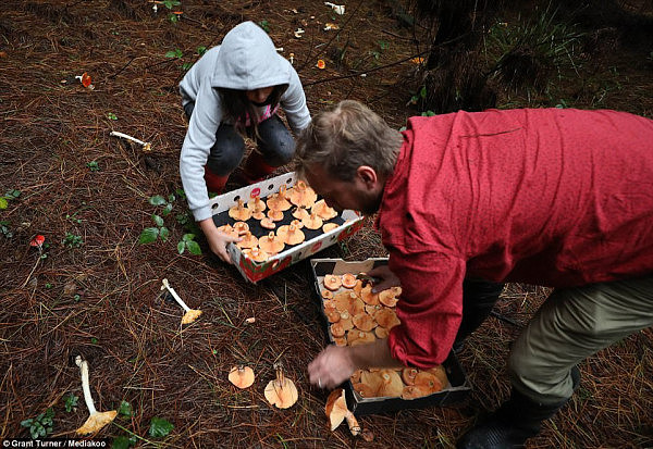 童话般的梦幻场景就在身边？跟着澳洲摄影师来新州蓝山松林采蘑菇吧！（视频＋组图） - 11