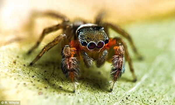 大土澳无奇不有 科学家发现新类型蜘蛛竟会跳奇特求偶舞（视频） - 2