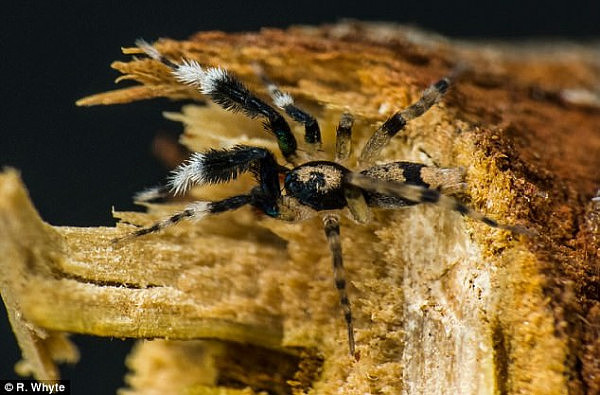 大土澳无奇不有 科学家发现新类型蜘蛛竟会跳奇特求偶舞（视频） - 3