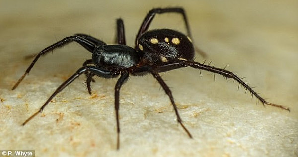 大土澳无奇不有 科学家发现新类型蜘蛛竟会跳奇特求偶舞（视频） - 5
