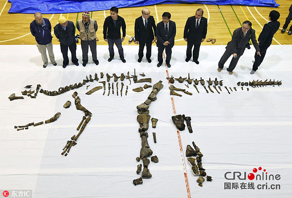 北海道发现日本最大恐龙化石 或系新物种(高清组图) - 1