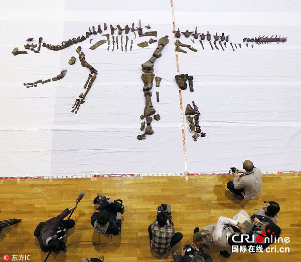 北海道发现日本最大恐龙化石 或系新物种(高清组图) - 2