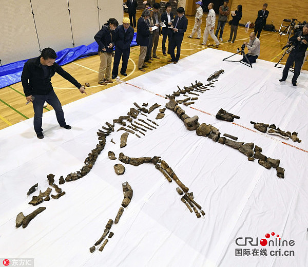 北海道发现日本最大恐龙化石 或系新物种(高清组图) - 3