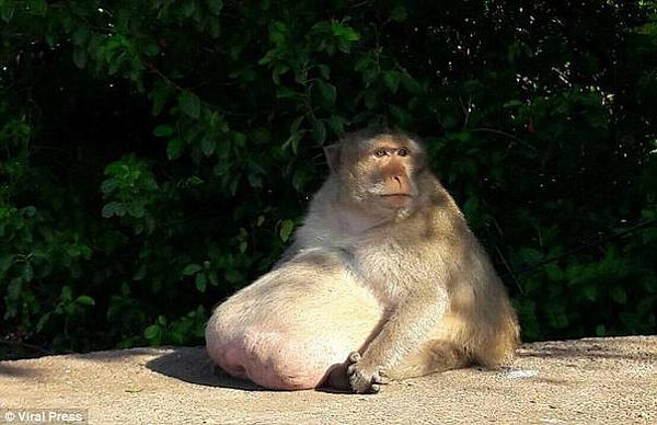 泰国胖猴子接受系统减肥 被严格控制饮食练荡秋千（图） - 1