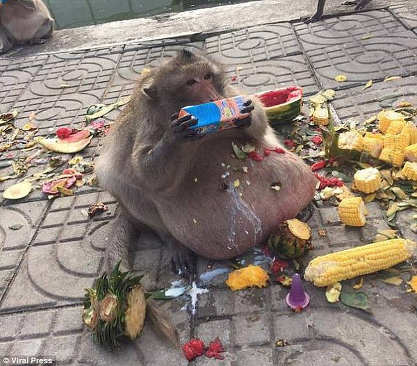 泰国胖猴子接受系统减肥 被严格控制饮食练荡秋千（图） - 2