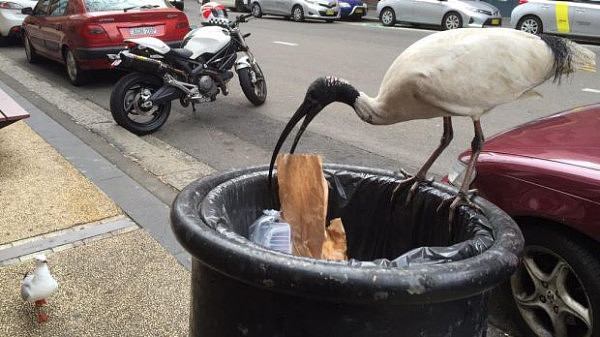 全澳1/4的“垃圾鸟”都在悉尼！翻垃圾箱、抢食物臭名昭著 还是世界濒危物种！(图) - 1