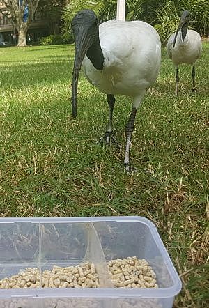 全澳1/4的“垃圾鸟”都在悉尼！翻垃圾箱、抢食物臭名昭著 还是世界濒危物种！(图) - 2