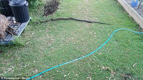 心太大！澳男误把2米长地毯蟒看作“断树枝” 卧在水管旁一动不动！(图) - 2