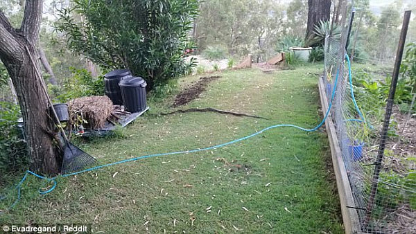 心太大！澳男误把2米长地毯蟒看作“断树枝” 卧在水管旁一动不动！(图) - 3