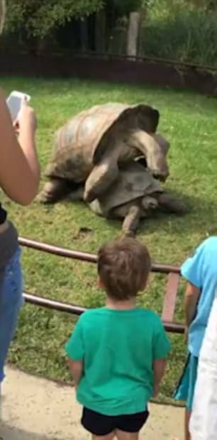 羞羞脸!墨尔本动物园两只大龟当游客面啪啪啪呻吟不断（视频） - 1