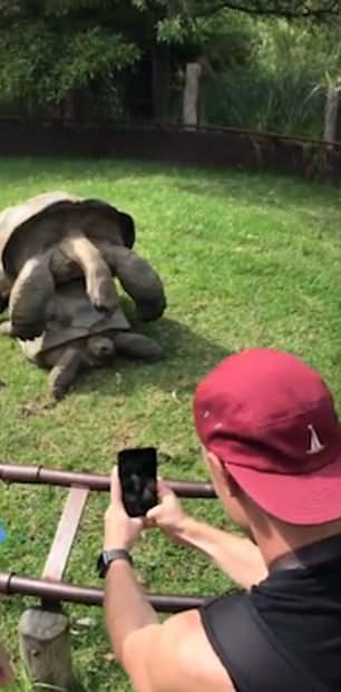 羞羞脸!墨尔本动物园两只大龟当游客面啪啪啪呻吟不断（视频） - 2