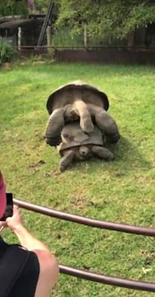羞羞脸!墨尔本动物园两只大龟当游客面啪啪啪呻吟不断（视频） - 3