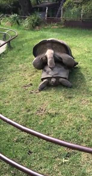 羞羞脸!墨尔本动物园两只大龟当游客面啪啪啪呻吟不断（视频） - 4