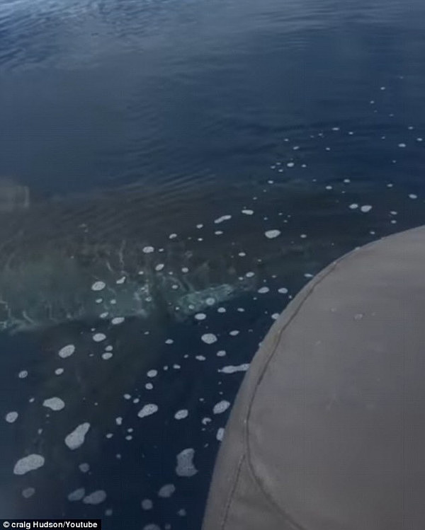 小心！澳父子出海钓鱼“偶遇”5米长大白鲨 父亲吓到手抖：“比船都大！”(视频) - 2