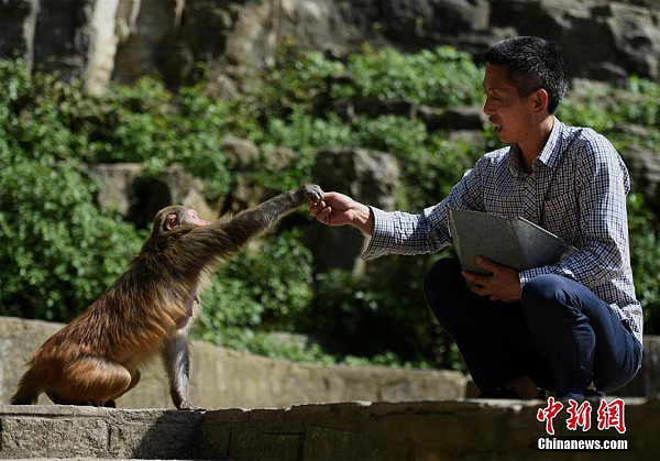 美猴王？ 5旬男子带领百只猴子渡河（组图） - 7