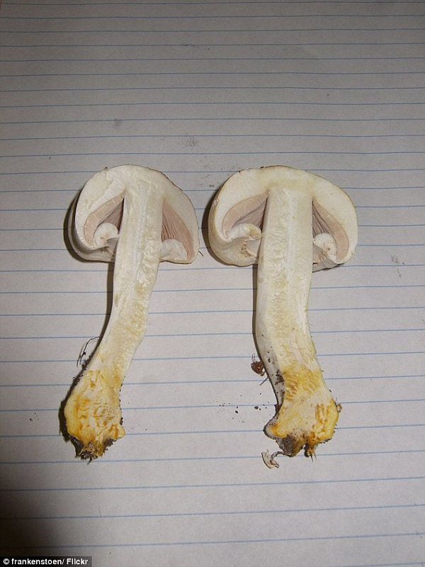 “8毫克可杀死80公斤成年人！”史上最毒蘑菇死帽菇误食恐致命 塔州大学教授警告：小心伞部有绿粘液的蘑菇！(图) - 1