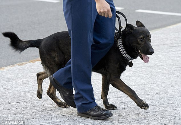 警犬都被“碰瓷”？澳男称遭警犬无辜袭击致就业不顺 要求赔偿近20万澳元！ - 3